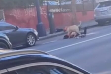 Massive pitbull viciously mauls woman on California street as blood drips off its face