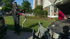 New Jersey police pull out 3-foot python from woman’s car grille, bodycam video shows