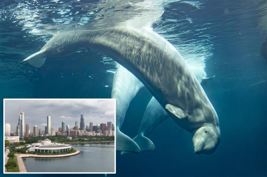 Third beluga whale, Osiris, dies at Chicago aquarium — after rescue from shuttered Canada marine park