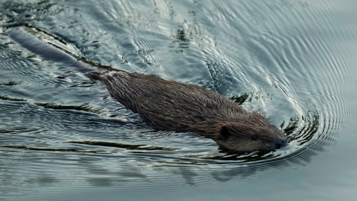 A beaver swims in Napa Creek
