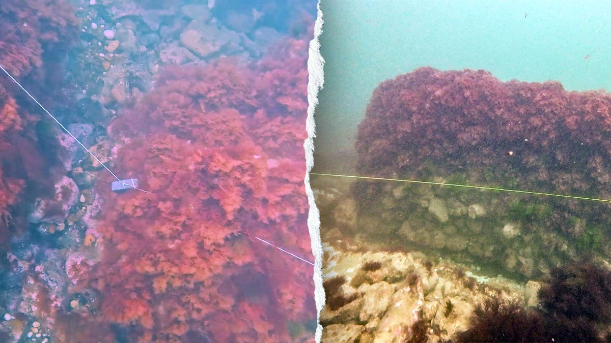 Split image of various medieval structures underwater