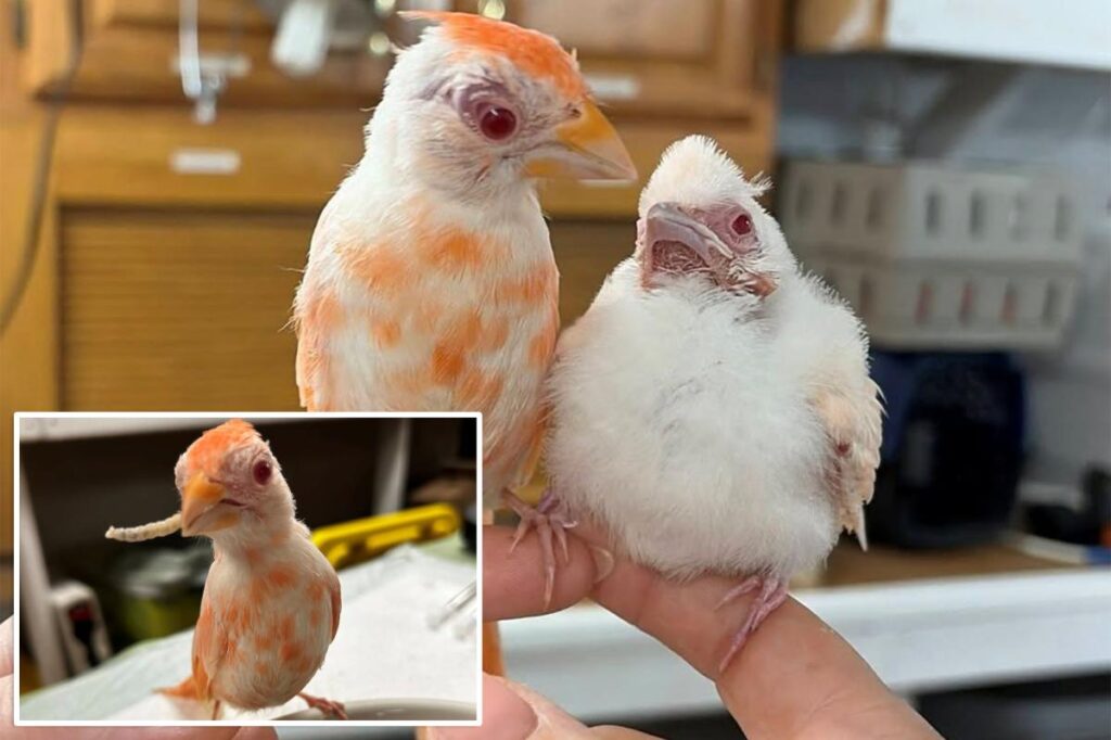 Pennsylvania wildlife center welcomes pair of extremely rare albino cardinals, a ‘1 in 30,000’ chance Pennsylvania wildlife center welcomes pair of extremely rare albino cardinals, a ‘1 in 30,000’ chance
