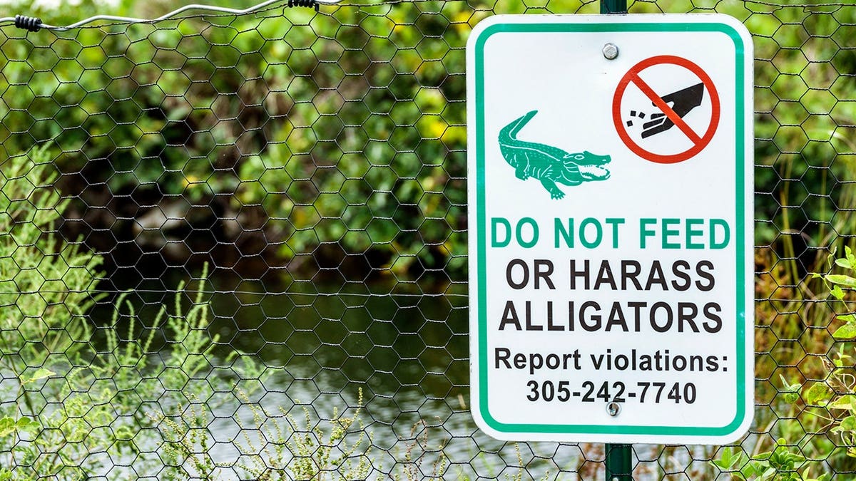 Do Not Feed Alligator sign in Big Cypress National Preserve, Everglades, Florida.