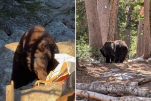 National Park staff forced to kill black bear over ‘poor decisions’ made by visitors
