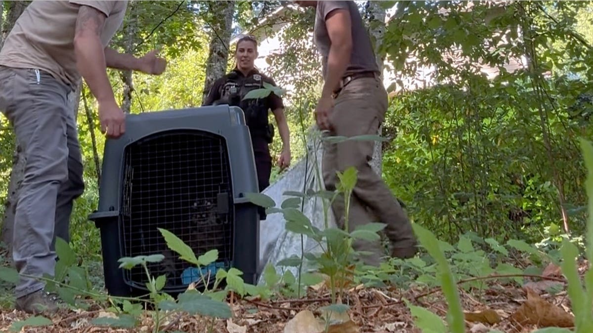 Wildlife officials released the bobcat near Forbes Creek in Washington
