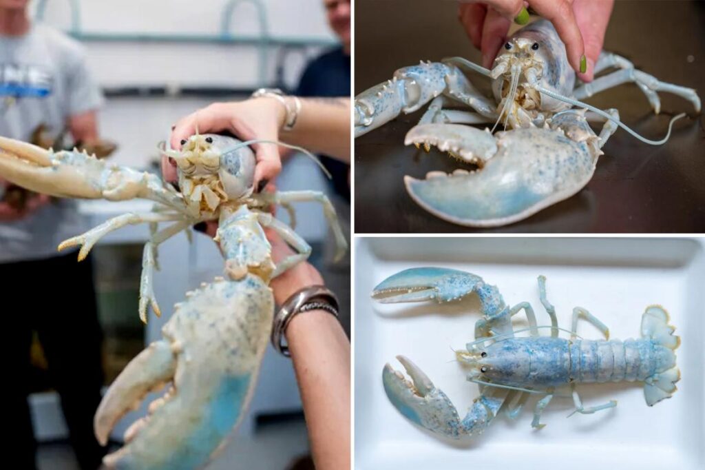One-in-100 million ‘ghost’ lobster donated by Maine aquarium One-in-100 million ‘ghost’ lobster donated by Maine aquarium