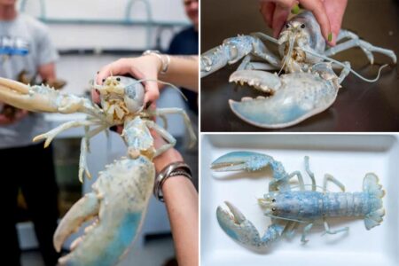 One-in-100 million ‘ghost’ lobster donated by Maine aquarium One-in-100 million ‘ghost’ lobster donated by Maine aquarium