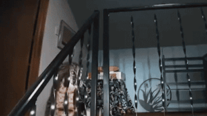 Washington homeowner hears mysterious banging, calls 911 before police find growling bobcat at top of stairs