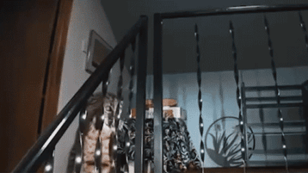 Washington homeowner hears mysterious banging, calls 911 before police find growling bobcat at top of stairs