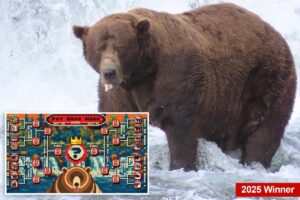 Fat bear week kicks off its 12th year — meet the contenders Fat bear week kicks off its 12th year — meet the contenders