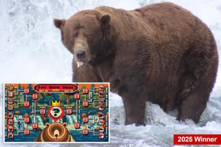 Fat bear week kicks off its 12th year — meet the contenders Fat bear week kicks off its 12th year — meet the contenders