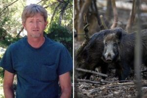 Recently retired Oklahoma man, 63, dies after driving into pack of wild hogs