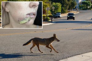 Arizona mom fights off crazed coyote with flip-flip after wild animal attacks 4-year-old daughter