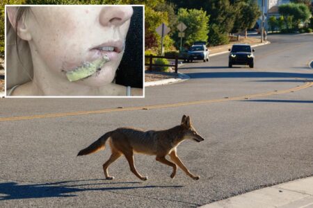 Arizona mom fights off crazed coyote with flip-flip after wild animal attacks 4-year-old daughter