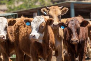 Think your beef is American? Here’s what could really be in your burger Think your beef is American? Here’s what could really be in your burger