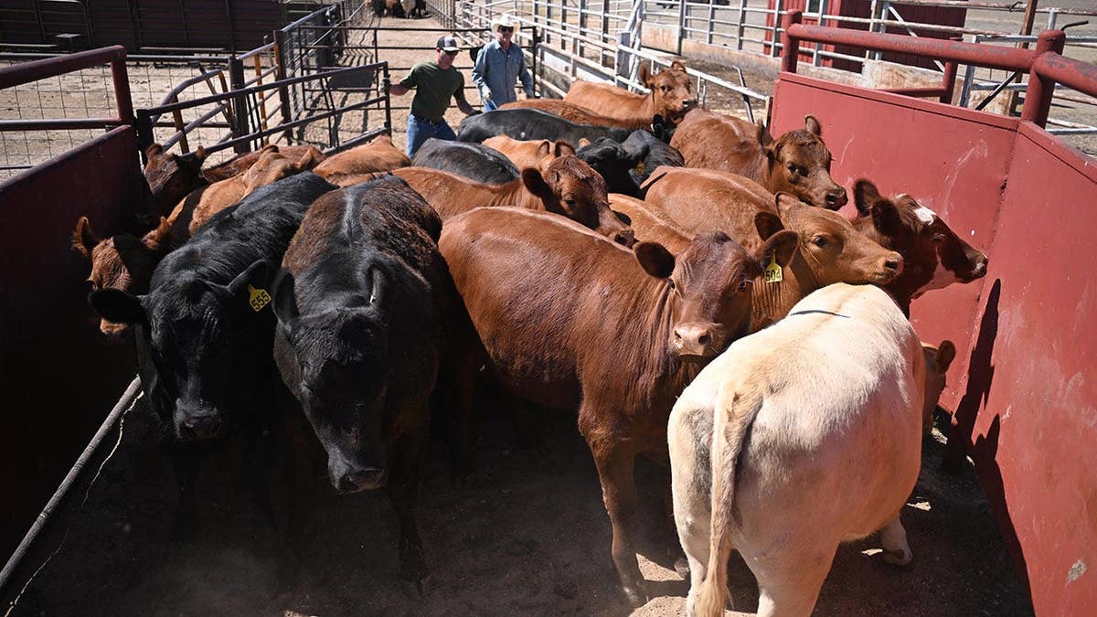 Curtis Schroder and his son Derek lead heifers toward a transport truck on a ranch in Walsh, Colo.