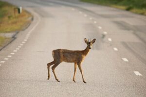 NJ woman struck by car — while  trying to help deer hit by another car