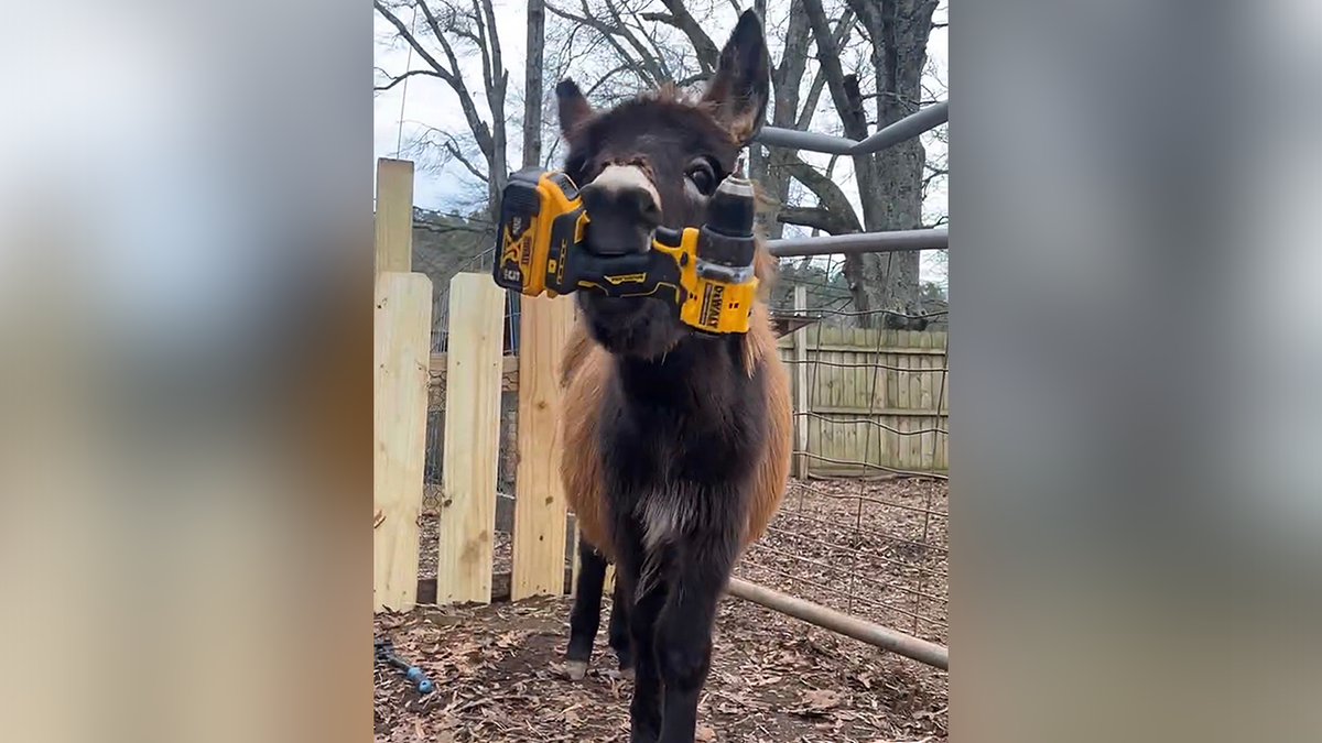 A donkey named HeeHaw was fatally shot by police