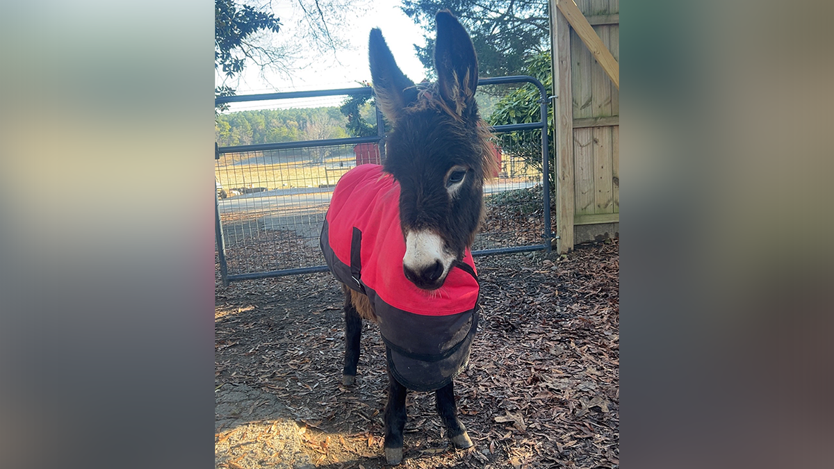 Police killed a donkey named HeeHaw in his own pasture