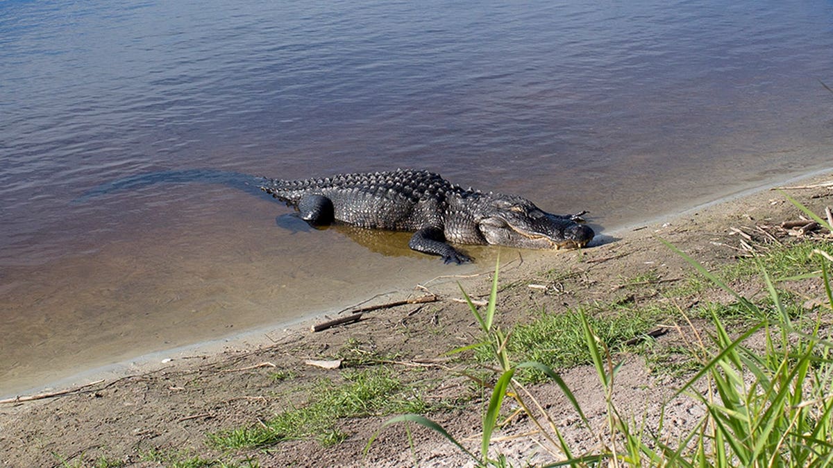 Alligator swimming in Myakka River State Park near Sarasota, Florida.