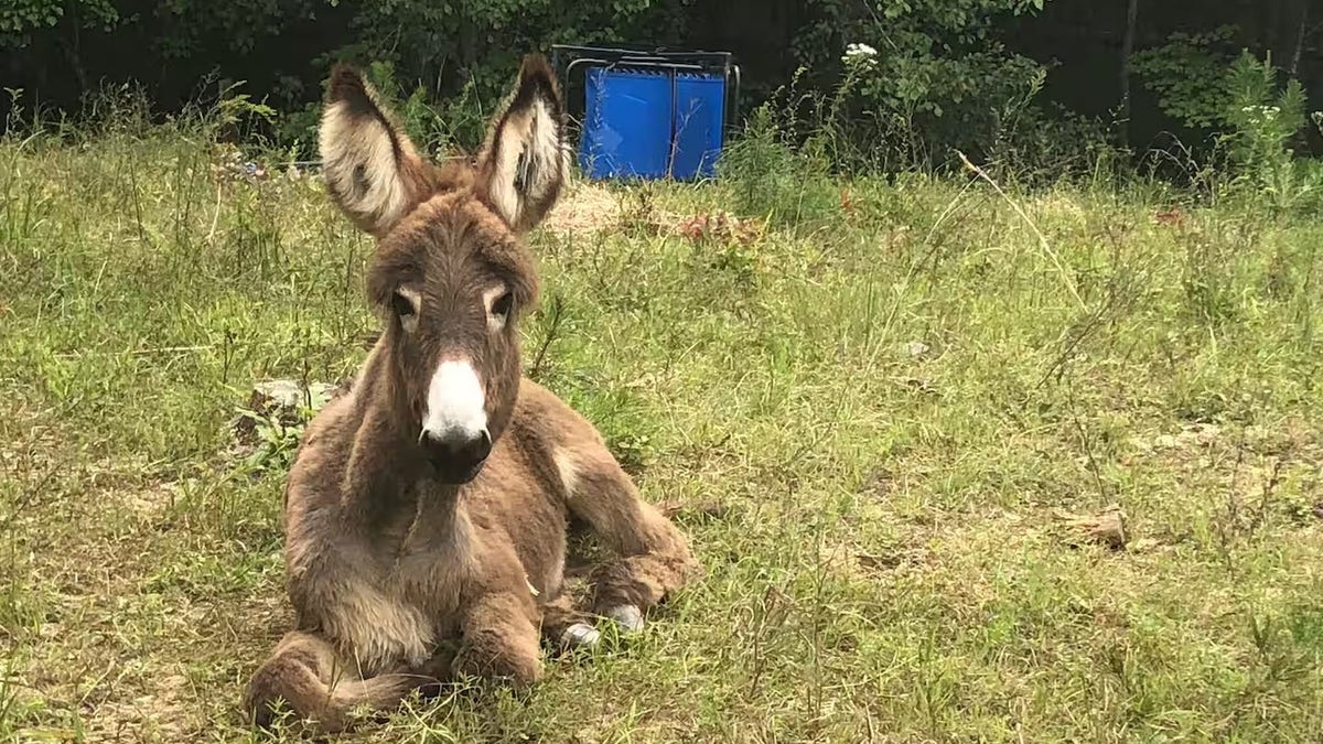 Young brown donkey lying in a grassy field and facing the camera.