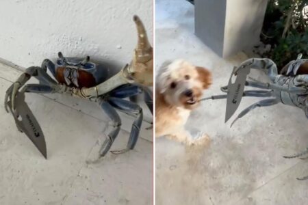 Blade-wielding ‘gangster-ass’ crab tries attacking Florida man and his dog: shocking video
