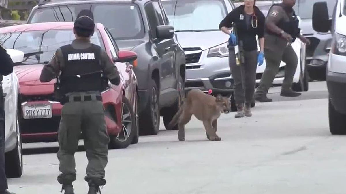 Officals attempt to catch mountain lion