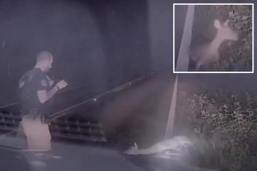 Texas deputy jumps out of his skin, screams as ‘dead’ deer springs back to life in hilarious video Texas deputy jumps out of his skin, screams as ‘dead’ deer springs back to life in hilarious video