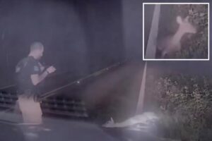 Texas deputy jumps out of his skin, screams as ‘dead’ deer springs back to life in hilarious video