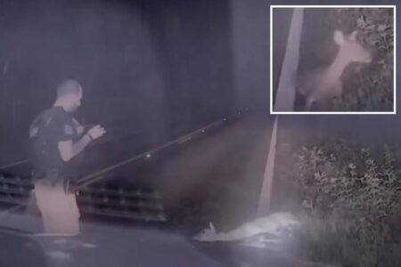 Texas deputy jumps out of his skin, screams as ‘dead’ deer springs back to life in hilarious video