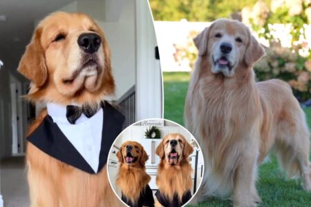 Tucker Budzyn, viral Golden Retriever sensation, dies at 8 after cancer diagnosis