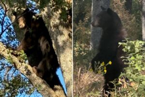 California schools locked down after black bear wanders onto campus California schools locked down after black bear wanders onto campus