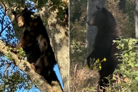 California schools locked down after black bear wanders onto campus