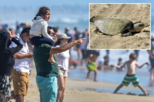 Beach battle erupts as classic California event faces closure over green backlash Beach battle erupts as classic California event faces closure over green backlash