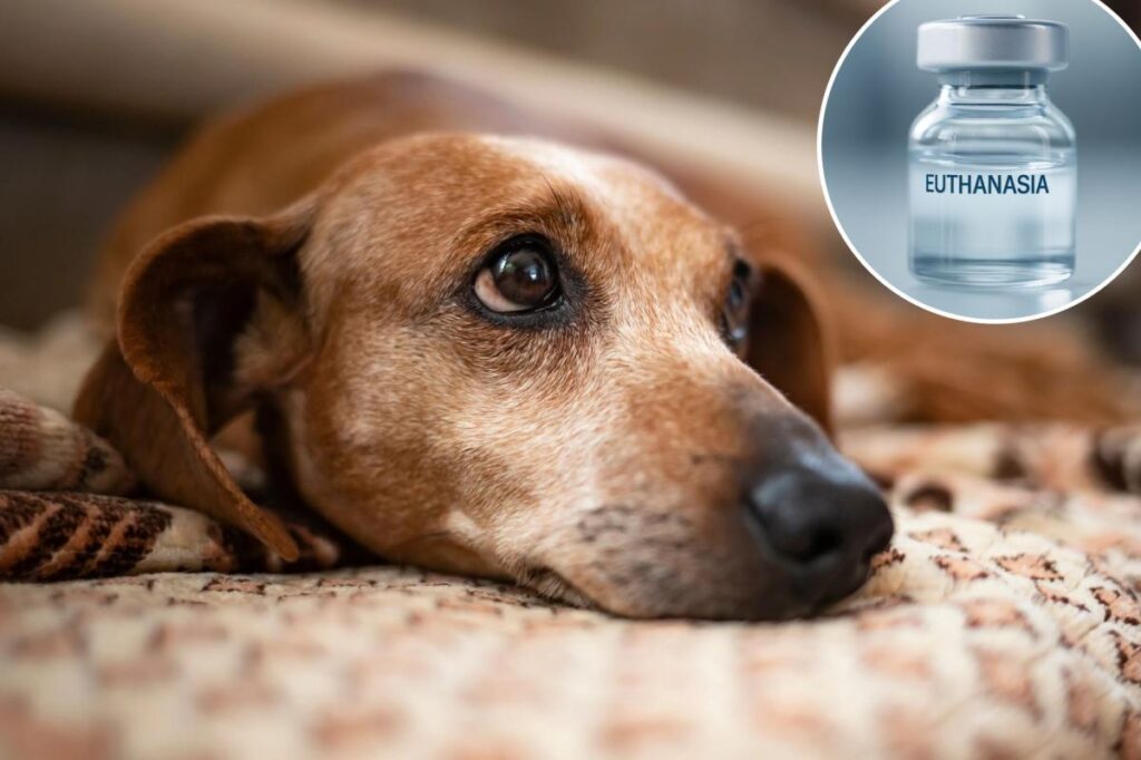 My dog’s final days cost ,000: The heartbreaking reality of ‘economic euthanasia’ My dog’s final days cost ,000: The heartbreaking reality of ‘economic euthanasia’