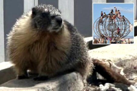 Mountain-dwelling marmots mysteriously appear in bustling Bay Area Mountain-dwelling marmots mysteriously appear in bustling Bay Area