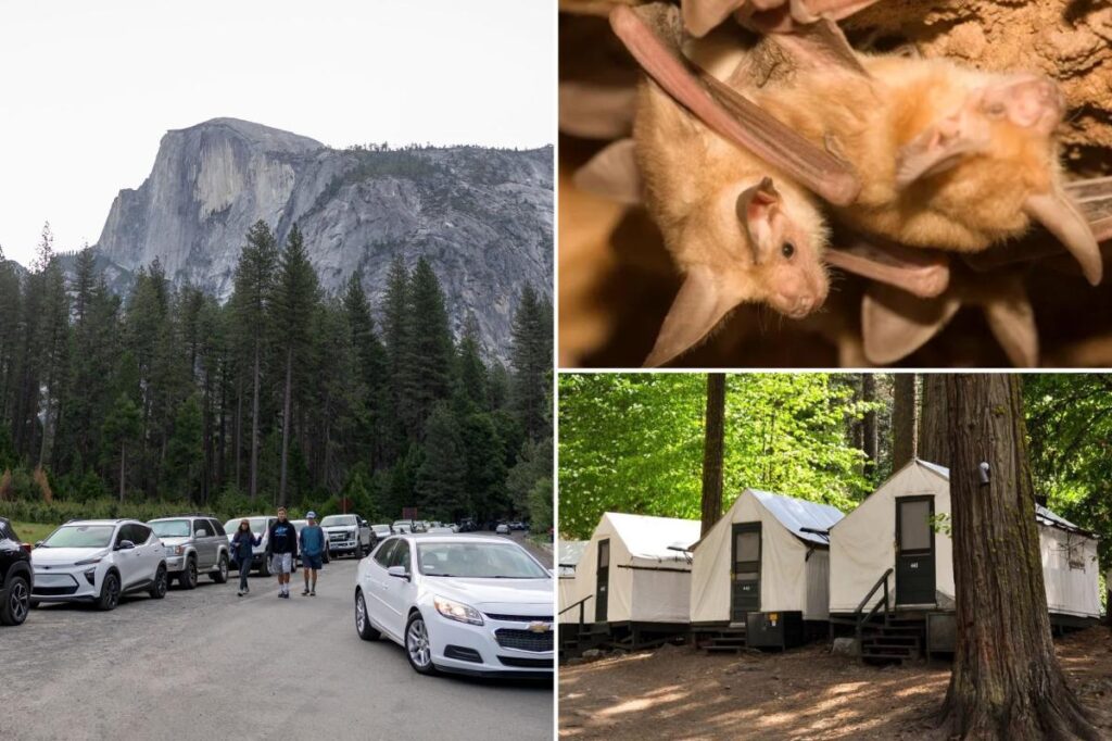 Yosemite visitors rage after rabies case revealed months after infected bat found dead at famed camp Yosemite visitors rage after rabies case revealed months after infected bat found dead at famed camp