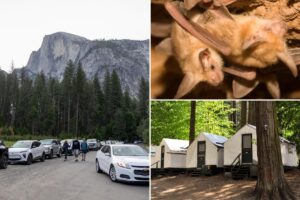 Yosemite visitors rage after rabies case revealed months after infected bat found dead at famed camp