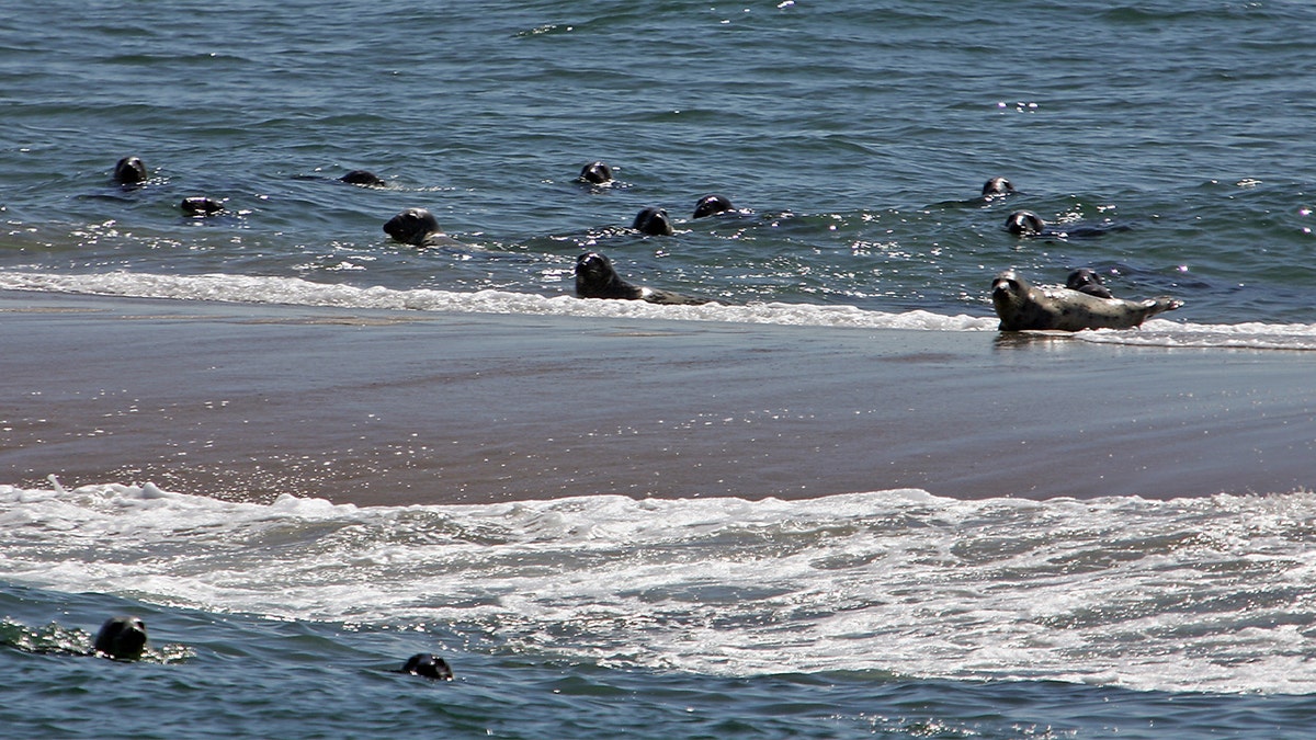 dozens of seals at beach shore