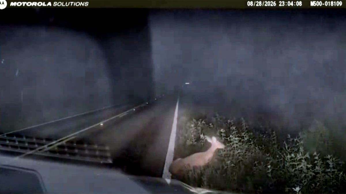Deer sitting up on roadside