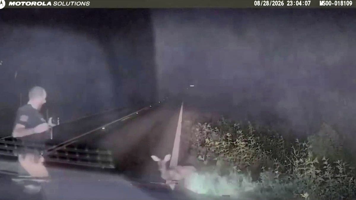 A Texas deputy stands near a deer that suddenly springs up from the ground.