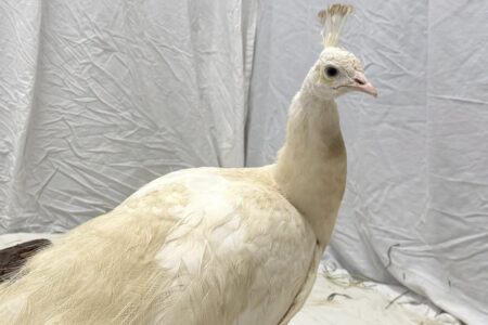 Beloved neighborhood peacock ‘Sugar’ gets ritzy relocation after recovering from mailman attack Beloved neighborhood peacock ‘Sugar’ gets ritzy relocation after recovering from mailman attack